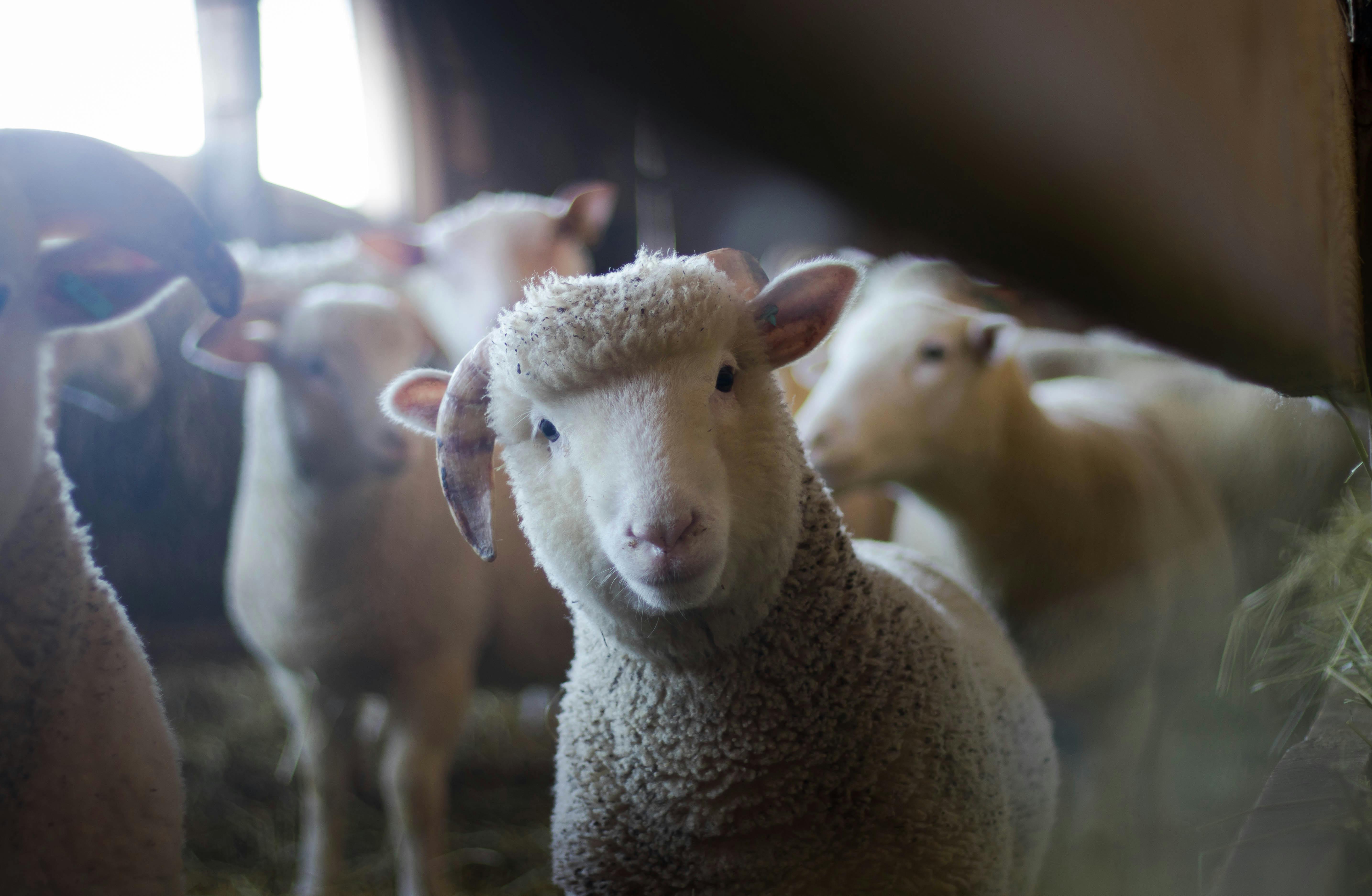 Animal Fibers vs Plant Fibers - When Do You Use Each?