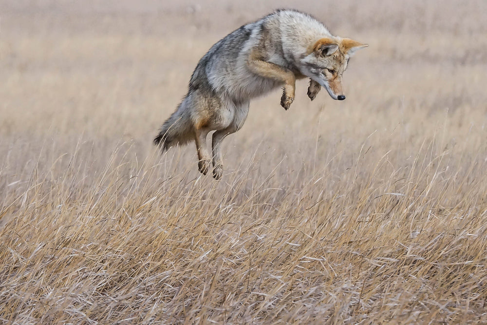 Coyote jumping through a dry grass field