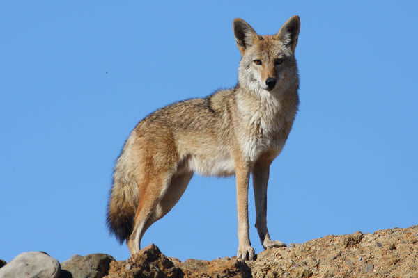 Coyote standing on a rock with a clear blue sky background