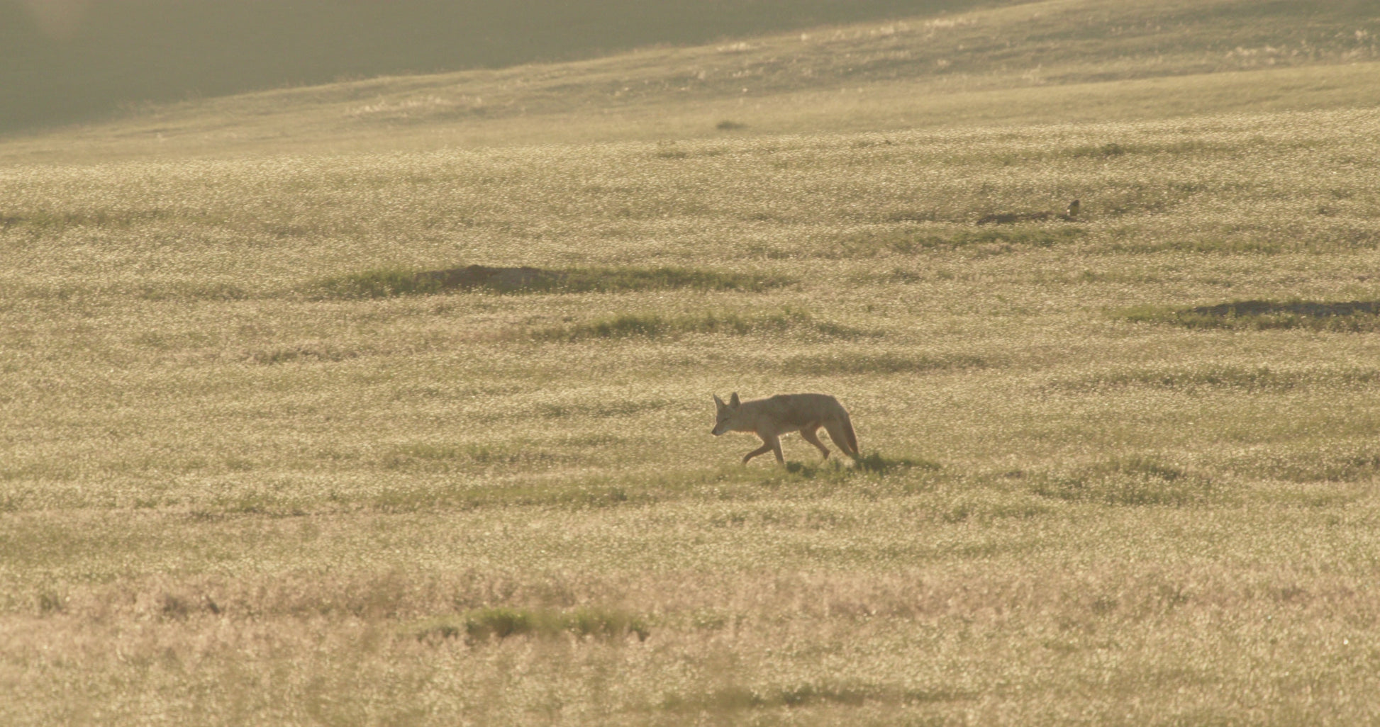 A coyote walking across an open grassland.